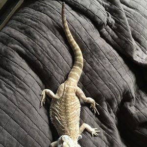 Meet your Posher, Debbie